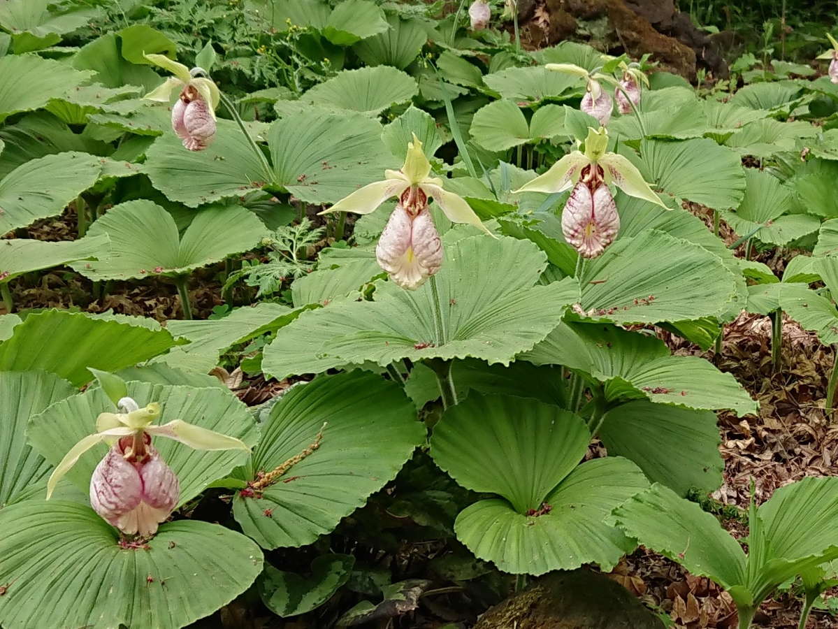 所沢市の多聞院に熊谷草を見に行った 植物関係 記事一覧 山清 My Website