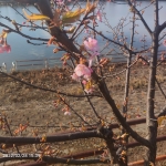 河津桜.jpg